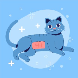 image de chat avec pansement suite &agrave; st&eacute;rilisation