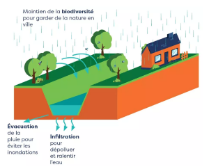 Croquis pour la conservation des fossés
