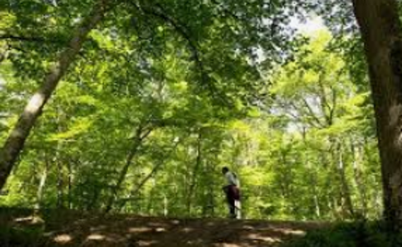 For&ecirc;t de Bouconne