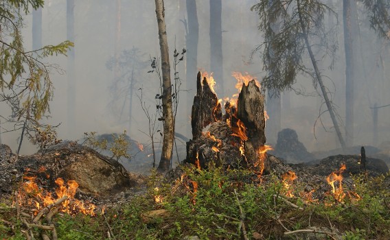 Un arbre dans la forêt en feu
