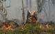 Un arbre dans la forêt en feu