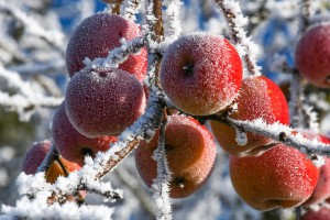 Branche de pommier avec des pommes sous le givre